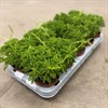 PEPEROMIA 10.5 CM DOLABRIFORMIS 1X10